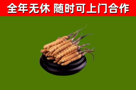 曾都烟酒回收冬虫夏草.jpg