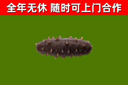 曾都烟酒回收干海参.jpg